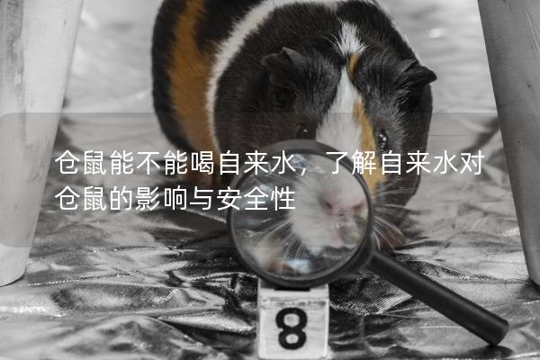 仓鼠能不能喝自来水，了解自来水对仓鼠的影响与安全性