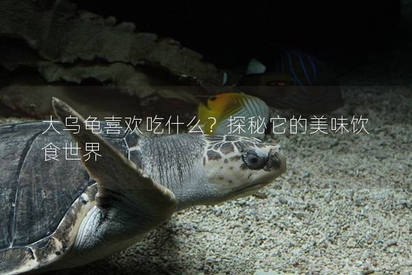 大乌龟喜欢吃什么？探秘它的美味饮食世界