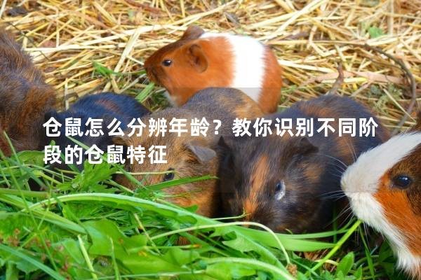 仓鼠怎么分辨年龄？教你识别不同阶段的仓鼠特征