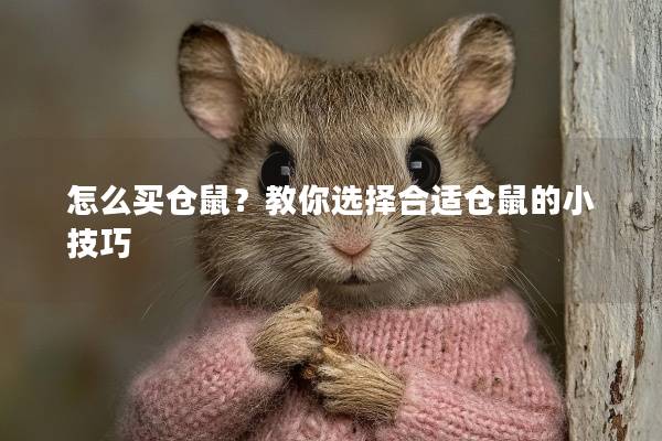 怎么买仓鼠？教你选择合适仓鼠的小技巧