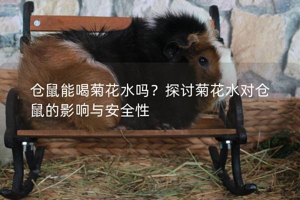仓鼠能喝菊花水吗？探讨菊花水对仓鼠的影响与安全性