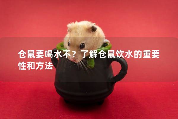 仓鼠要喝水不？了解仓鼠饮水的重要性和方法