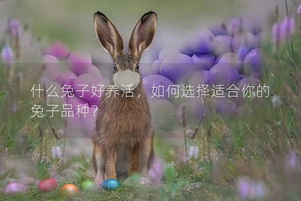什么兔子好养活，如何选择适合你的兔子品种？
