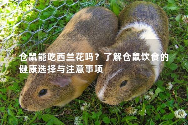 仓鼠能吃西兰花吗？了解仓鼠饮食的健康选择与注意事项