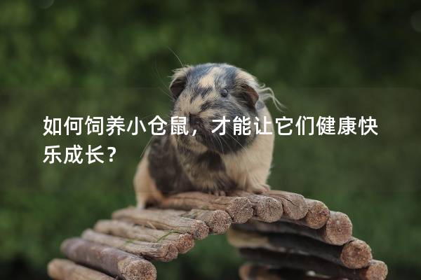 如何饲养小仓鼠，才能让它们健康快乐成长？
