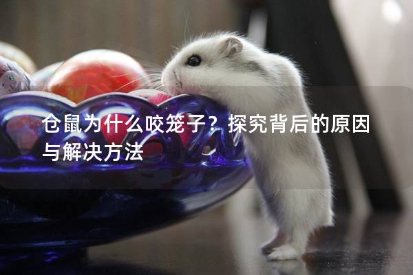 仓鼠为什么咬笼子？探究背后的原因与解决方法