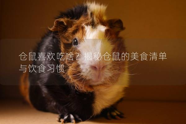 仓鼠喜欢吃啥？揭秘仓鼠的美食清单与饮食习惯