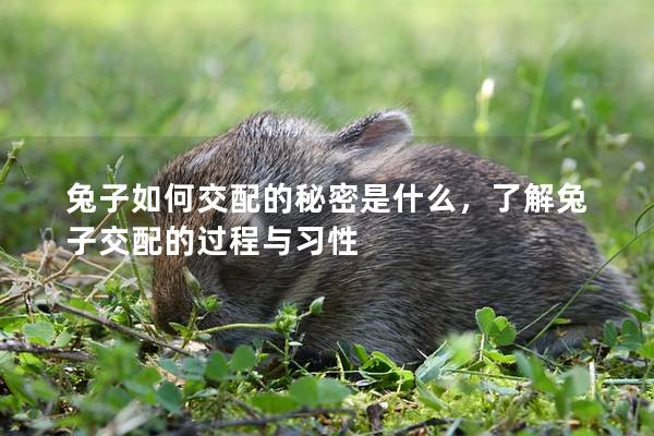 兔子如何交配的秘密是什么，了解兔子交配的过程与习性