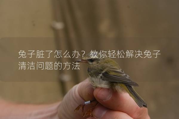 兔子脏了怎么办？教你轻松解决兔子清洁问题的方法