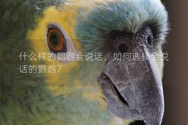 什么样的鹦鹉会说话，如何选择会说话的鹦鹉？