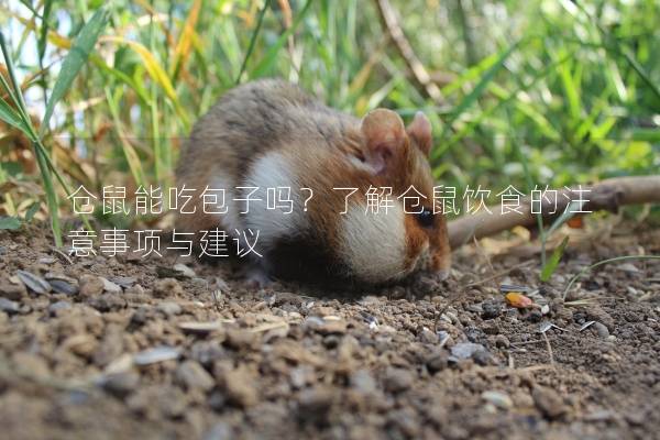 仓鼠能吃包子吗？了解仓鼠饮食的注意事项与建议