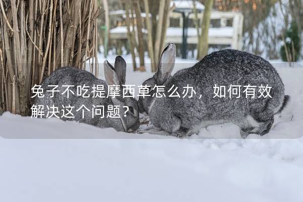 兔子不吃提摩西草怎么办，如何有效解决这个问题？
