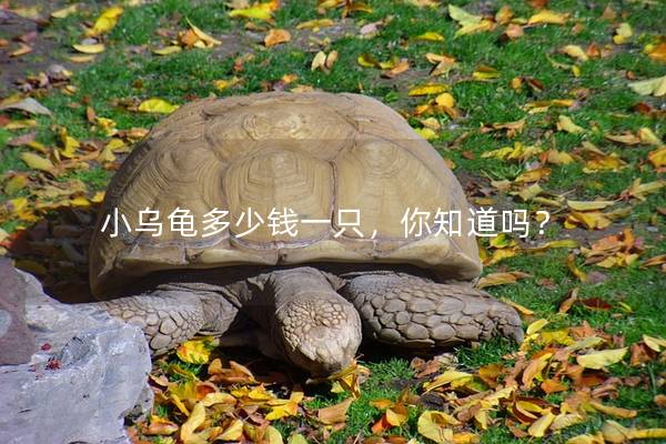 小乌龟多少钱一只，你知道吗？