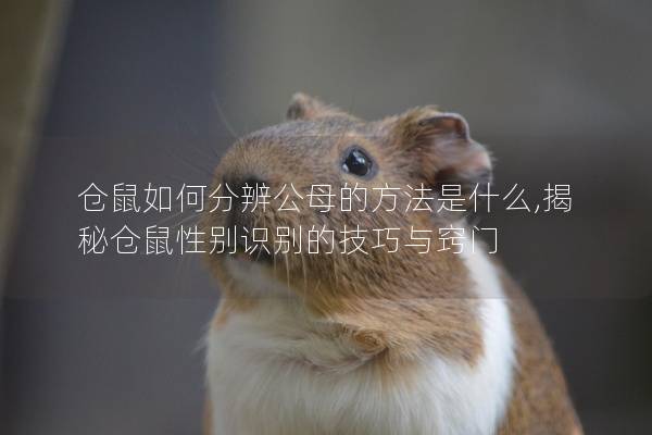 仓鼠如何分辨公母的方法是什么,揭秘仓鼠性别识别的技巧与窍门