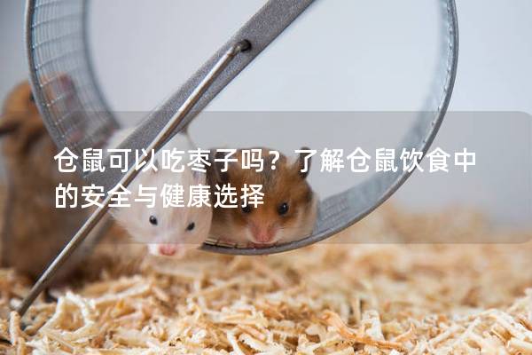 仓鼠可以吃枣子吗？了解仓鼠饮食中的安全与健康选择