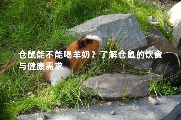 仓鼠能不能喝羊奶？了解仓鼠的饮食与健康需求