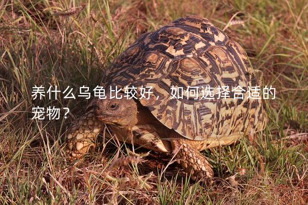 养什么乌龟比较好，如何选择合适的宠物？