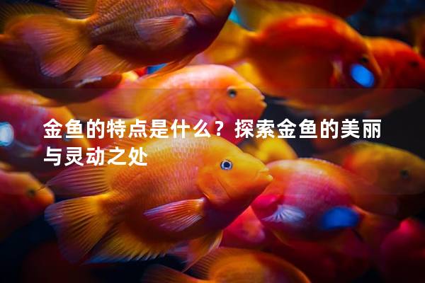 金鱼的特点是什么？探索金鱼的美丽与灵动之处