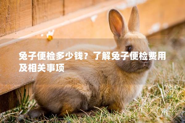 兔子便检多少钱？了解兔子便检费用及相关事项