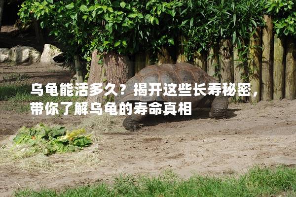 乌龟能活多久？揭开这些长寿秘密，带你了解乌龟的寿命真相