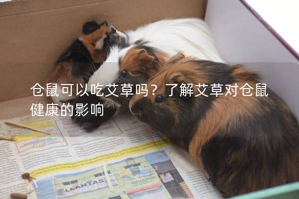 仓鼠可以吃艾草吗？了解艾草对仓鼠健康的影响