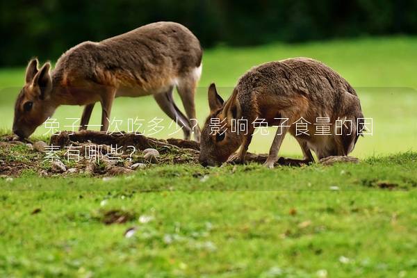 兔子一次吃多少？影响兔子食量的因素有哪些？