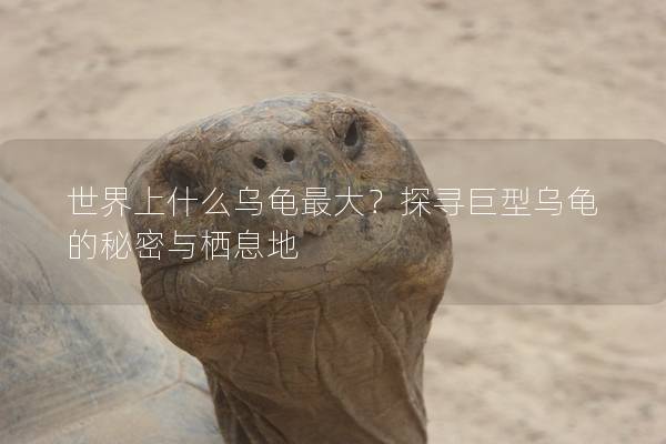 世界上什么乌龟最大？探寻巨型乌龟的秘密与栖息地