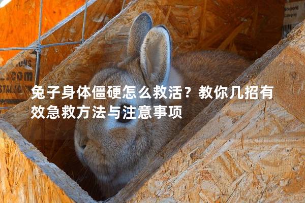 兔子身体僵硬怎么救活？教你几招有效急救方法与注意事项