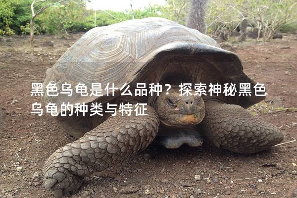 黑色乌龟是什么品种？探索神秘黑色乌龟的种类与特征