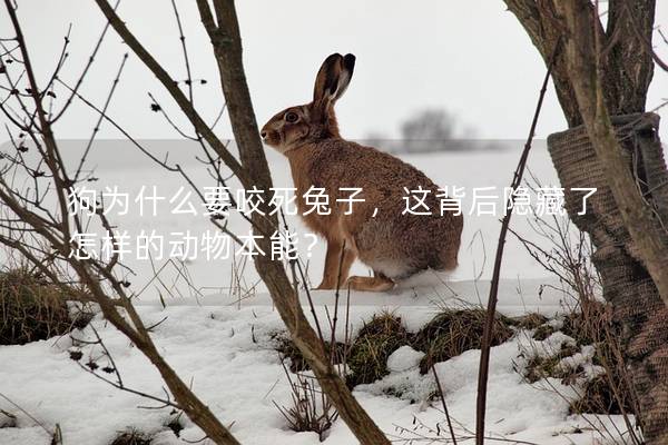 狗为什么要咬死兔子，这背后隐藏了怎样的动物本能？