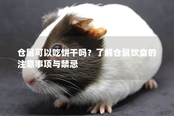 仓鼠可以吃饼干吗？了解仓鼠饮食的注意事项与禁忌