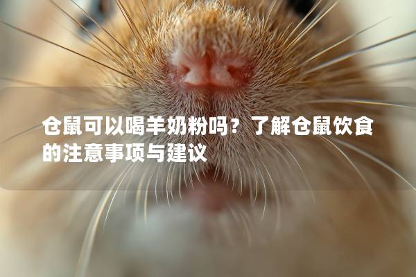 仓鼠可以喝羊奶粉吗？了解仓鼠饮食的注意事项与建议