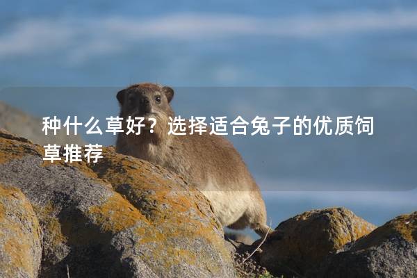 种什么草好？选择适合兔子的优质饲草推荐