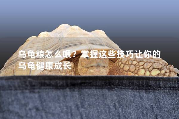 乌龟粮怎么喂？掌握这些技巧让你的乌龟健康成长