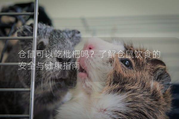仓鼠可以吃枇杷吗？了解仓鼠饮食的安全与健康指南