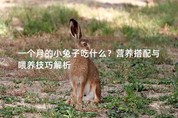 一个月的小兔子吃什么？营养搭配与喂养技巧解析