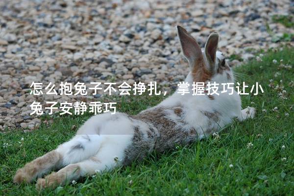 怎么抱兔子不会挣扎，掌握技巧让小兔子安静乖巧