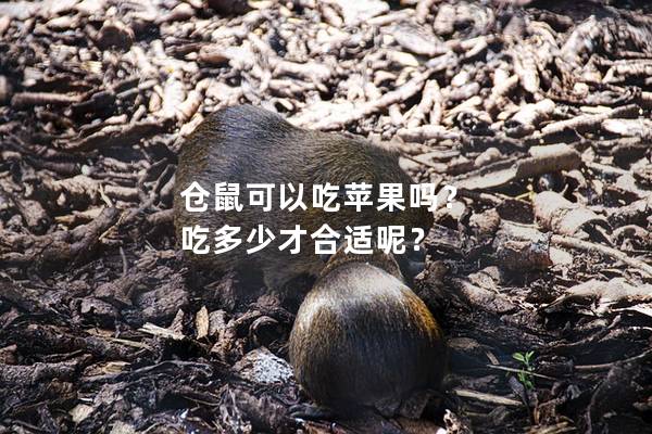仓鼠可以吃苹果吗？ 吃多少才合适呢？