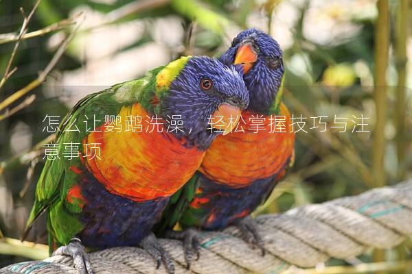 怎么让鹦鹉洗澡，轻松掌握技巧与注意事项