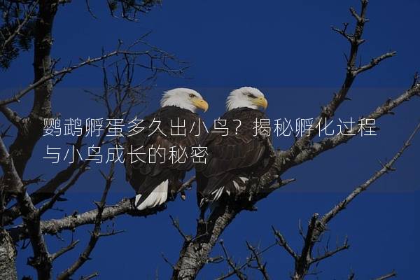 鹦鹉孵蛋多久出小鸟？揭秘孵化过程与小鸟成长的秘密