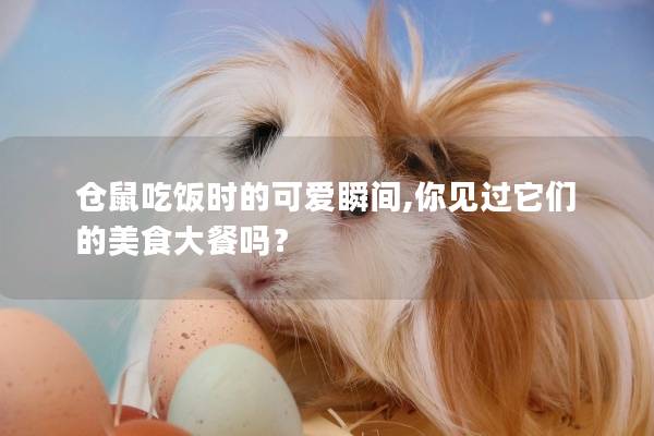 仓鼠吃饭时的可爱瞬间,你见过它们的美食大餐吗？