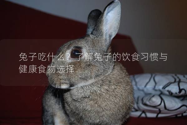 兔子吃什么？了解兔子的饮食习惯与健康食物选择