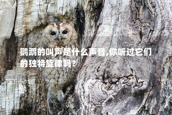 鹦鹉的叫声是什么声音,你听过它们的独特旋律吗？