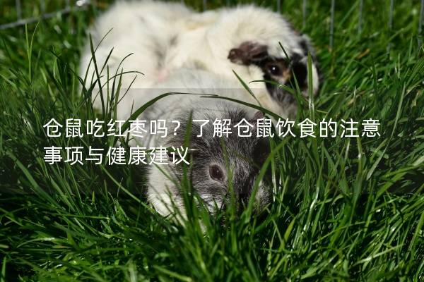 仓鼠吃红枣吗？了解仓鼠饮食的注意事项与健康建议