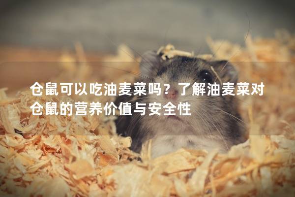 仓鼠可以吃油麦菜吗？了解油麦菜对仓鼠的营养价值与安全性