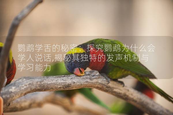 鹦鹉学舌的秘密：探究鹦鹉为什么会学人说话,揭秘其独特的发声机制与学习能力