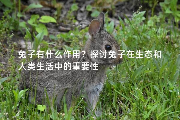 兔子有什么作用？探讨兔子在生态和人类生活中的重要性