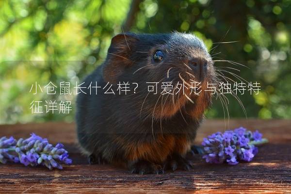 小仓鼠长什么样？可爱外形与独特特征详解