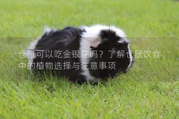 仓鼠可以吃金银花吗？了解仓鼠饮食中的植物选择与注意事项