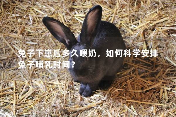 兔子下崽后多久喂奶，如何科学安排兔子哺乳时间？